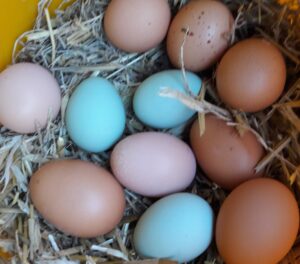 Hier sollten Sie eigentlich ein Bild unserer bunten Eier sehen.